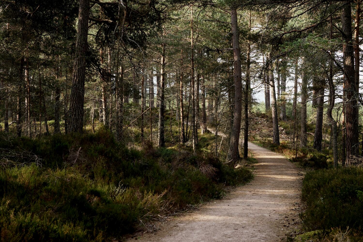 A path into a Scottish pine forest — atmosphere for Brotherland